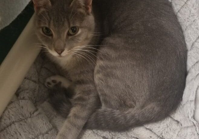 A gray tabby cat laying in a pet bed.