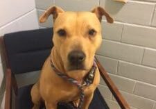 A brown dog sitting on a chair in a jail cell.