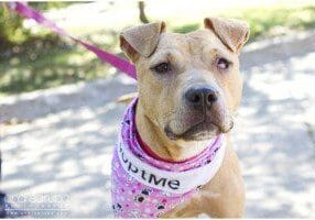 A dog wearing a pink bandana is standing on a leash.