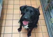 A black dog sitting on the floor of a kennel.