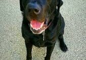 A black labrador retriever standing in front of a garage.