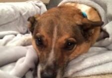 A brown and white dog wrapped in a blanket on a couch.