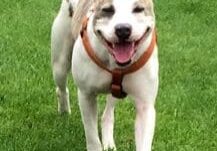 A white and brown dog walking in the grass.