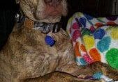 A brown dog laying on a colorful blanket.