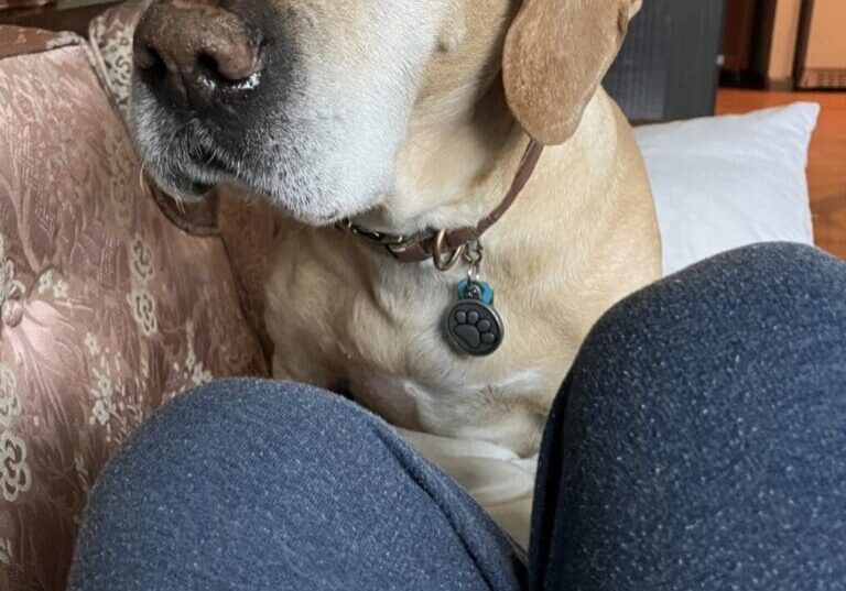 A light brown dog sitting on a lap.