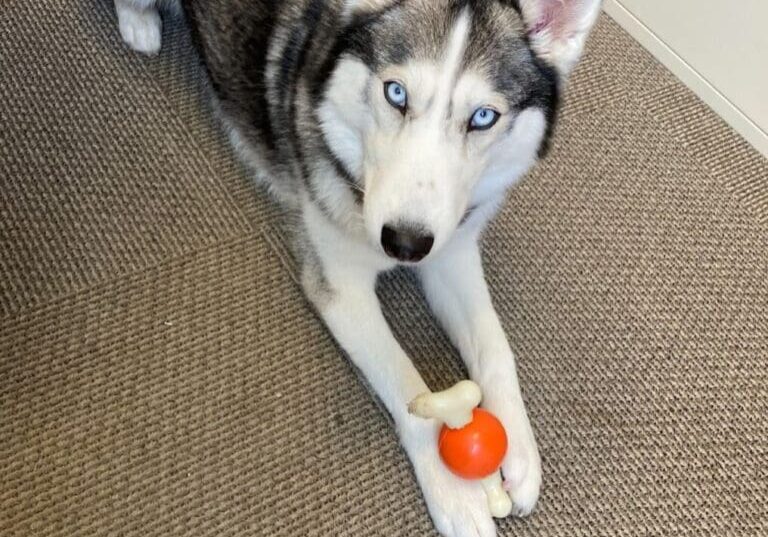 A husky dog laying on the floor with an orange toy.