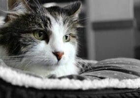 A black and white photo of a cat in a pet bed.