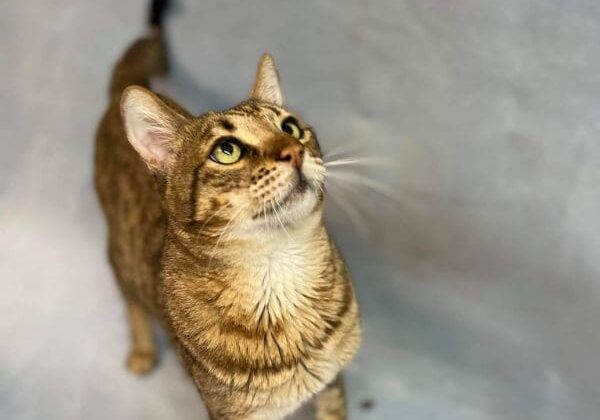 A tabby cat standing on a blue background.