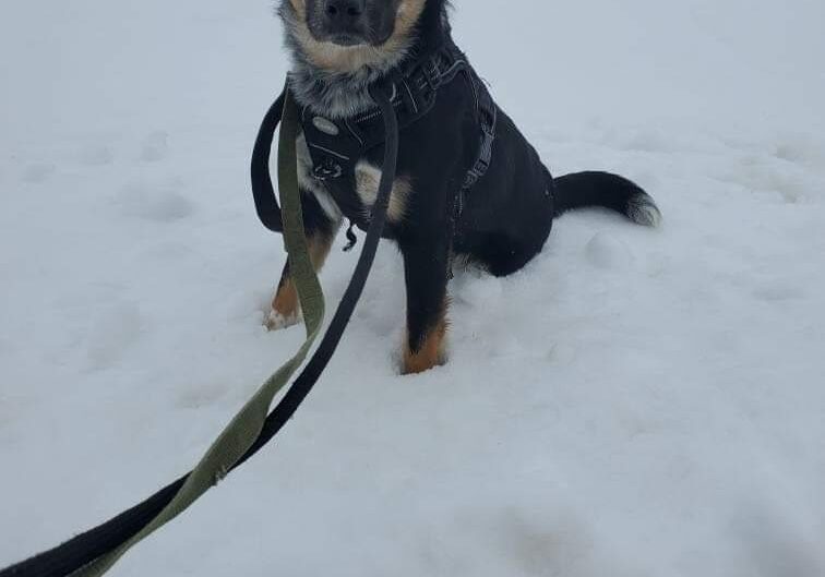 Black and brown dog on snowy ground.