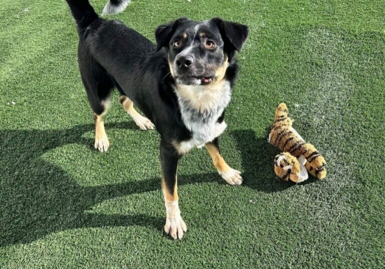 Black and white dog on green grass.