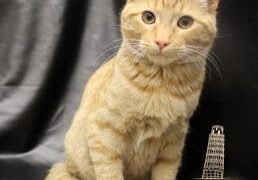 An orange tabby cat sitting on a black background.