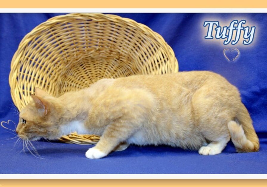 A cat is standing next to a basket with the word tuffy on it.