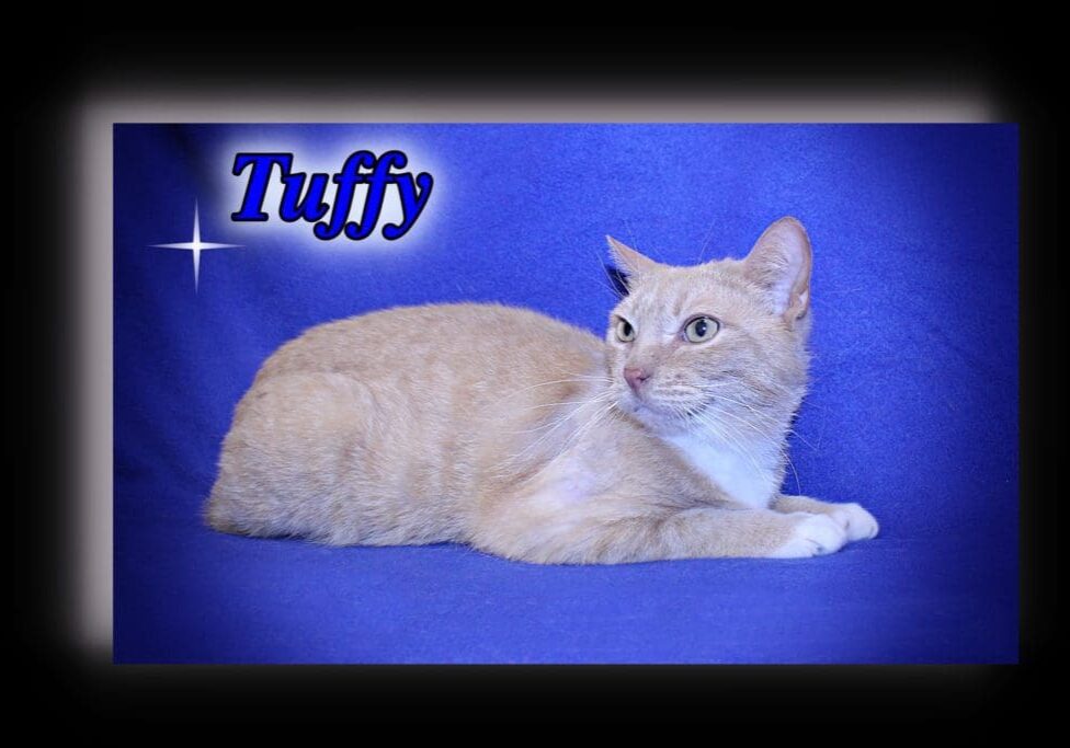 An orange tabby cat laying on a blue background with the word tuffy.