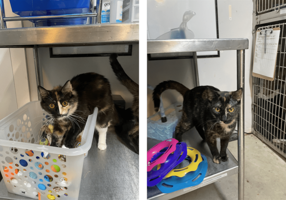 Two black and orange cats under a table.