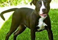 A black and white dog standing in the grass.