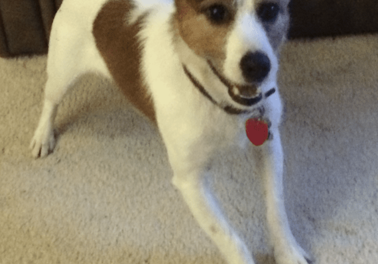 White and brown dog on carpet.