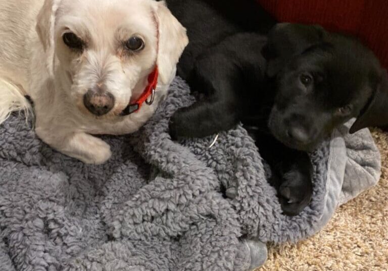 Two black and white dogs laying on a blanket.