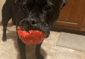 Black dog holding a red ball.