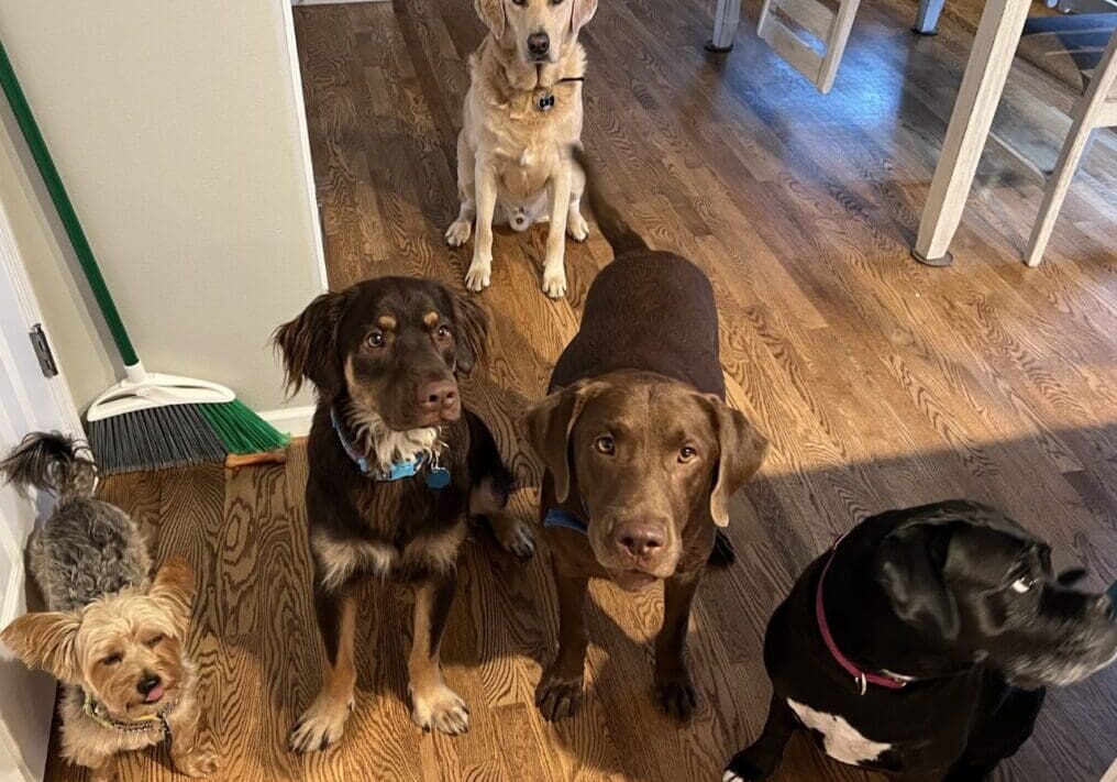 A group of dogs standing on a hardwood floor.