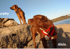 Two dogs standing on rocks with the words murphy and alvin.