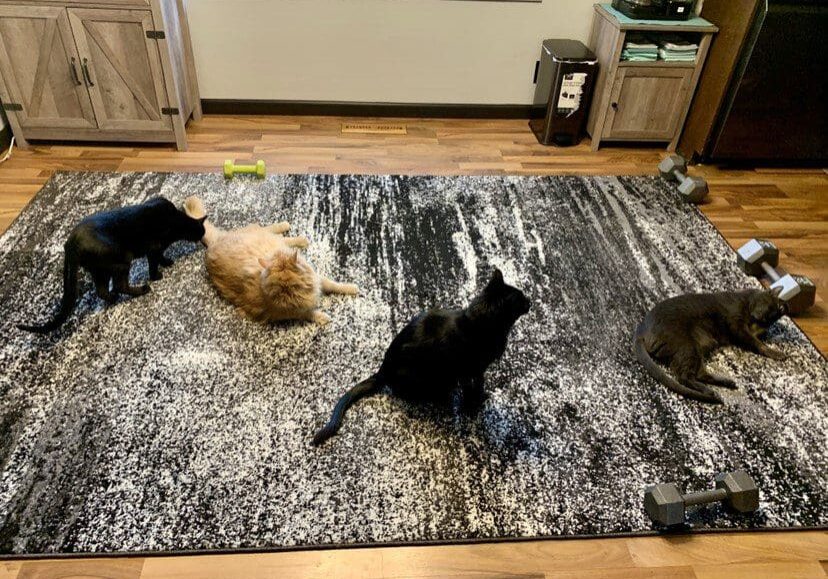 Four cats playing on a rug in a living room.