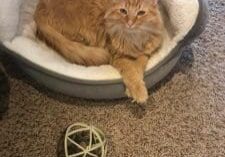 An orange tabby cat laying in a grey cat bed.