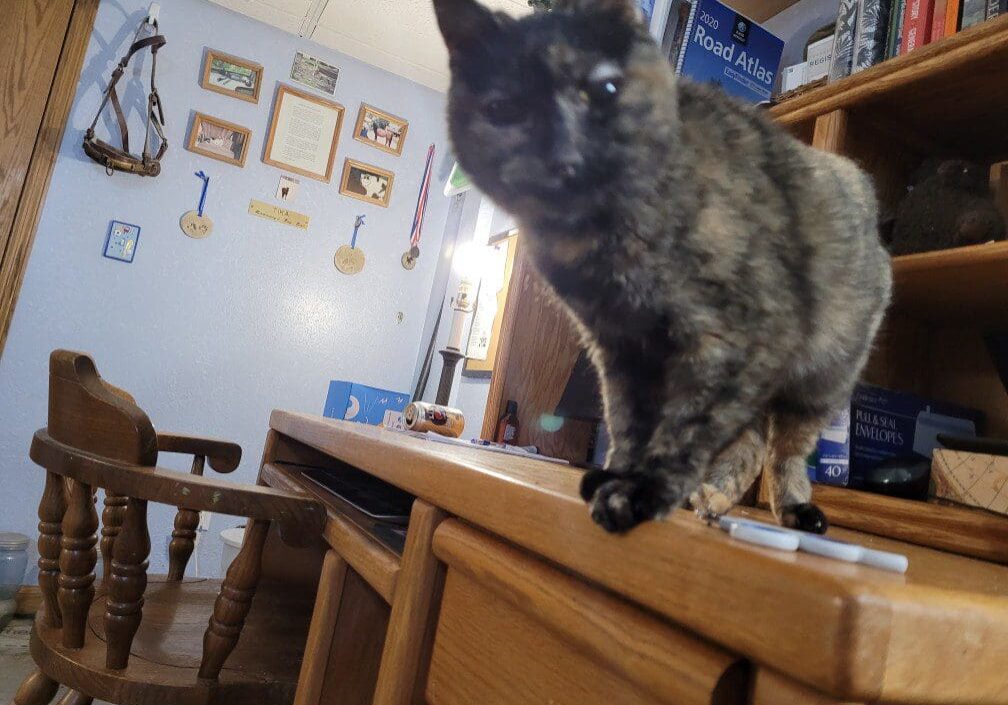 A cat standing on top of a desk.