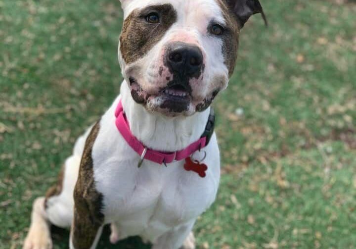 An adoptable pit bull terrier & chihuahua mix in houston, texas.