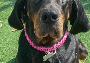 A black and brown dog wearing a pink collar.