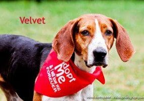 A beagle wearing a red bandana is standing in the grass.