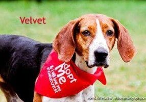 A beagle wearing a red bandana is standing in the grass.