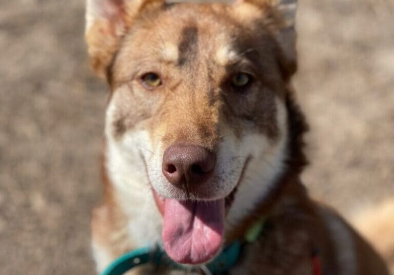 A brown and white dog is sitting on the ground.