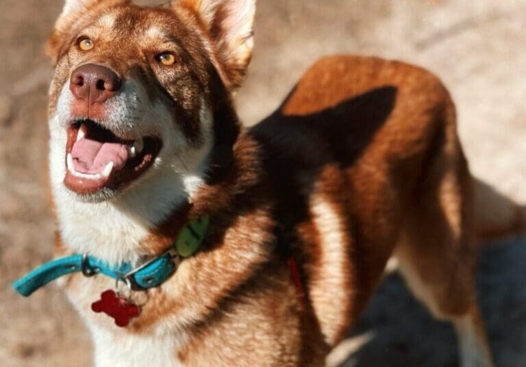 A brown and white dog is standing on a dirt road.