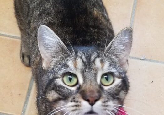 A tabby cat with a pink flower on her neck.