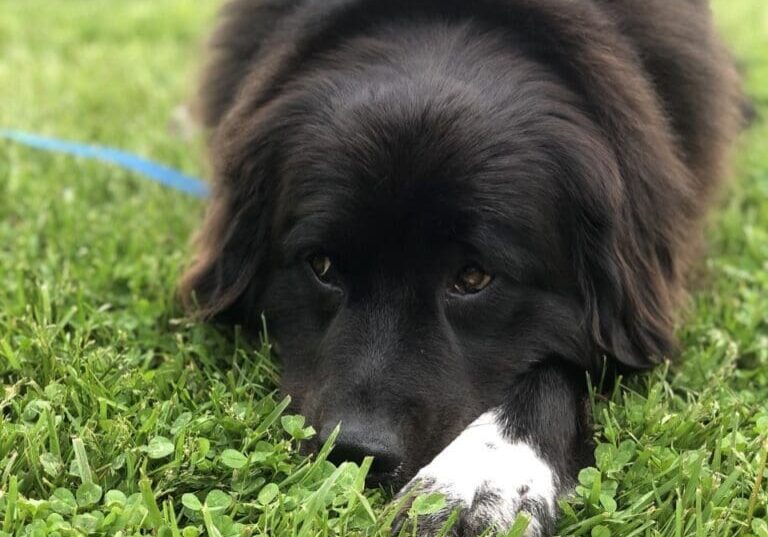 A black and white dog laying in the grass.