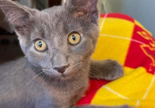 A gray cat laying on a yellow blanket.