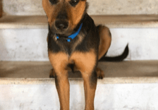 A black and tan dog sitting on a set of stairs.