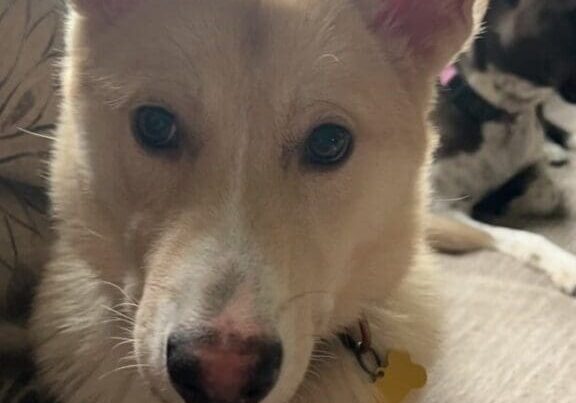 White dog with black eyes looking at camera.