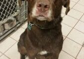 A brown dog sitting in a cage in a kennel.