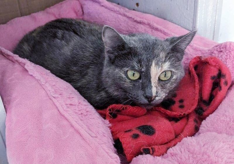 A cat laying in a pink cat bed.