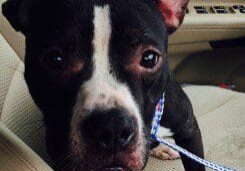 A black and white dog sitting in the back seat of a car.