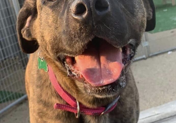 An adoptable pit bull terrier mix in cleveland, oh.