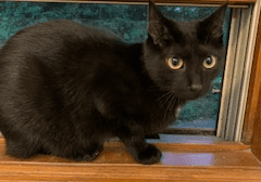 A black cat sitting on a window sill.