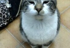 A cat is sitting on the floor looking at the camera.