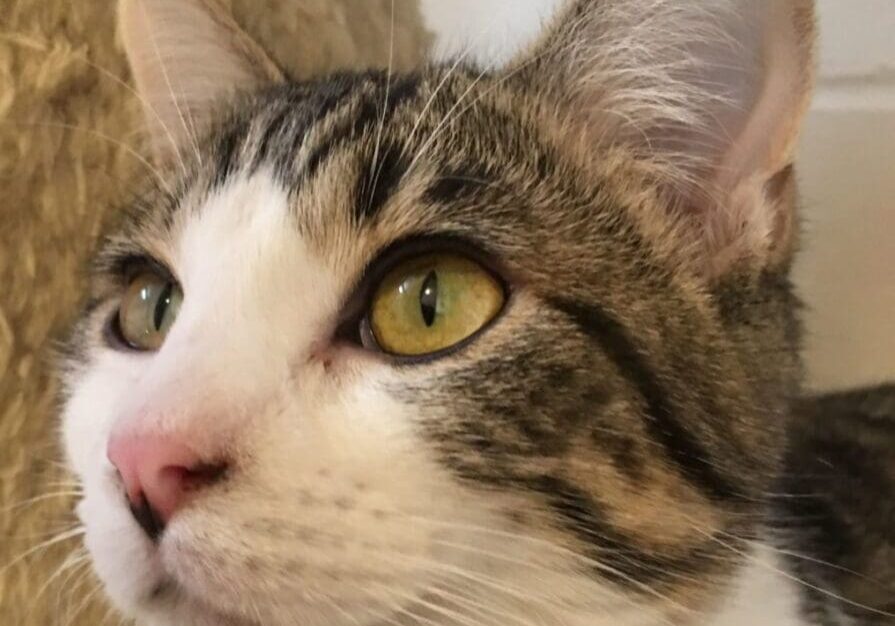 A tabby cat looking up at the camera.