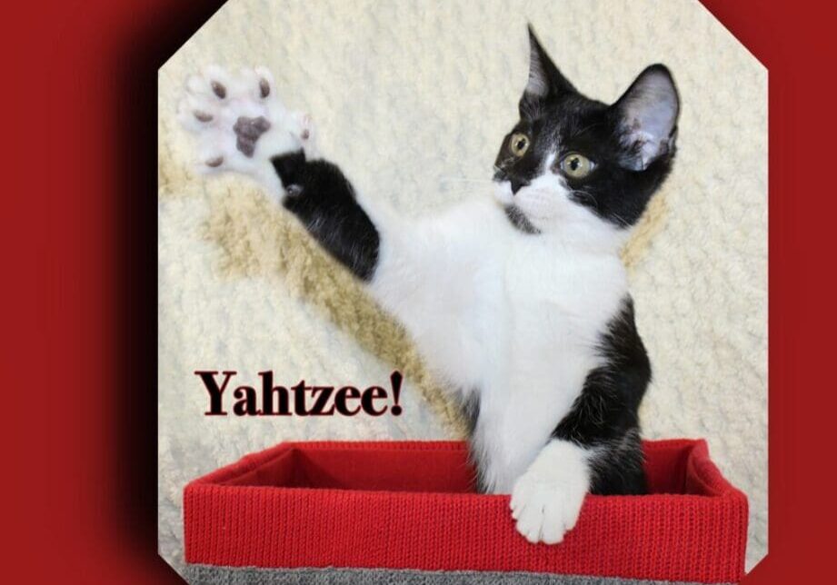 A black and white cat in a red box with the words yahzee.