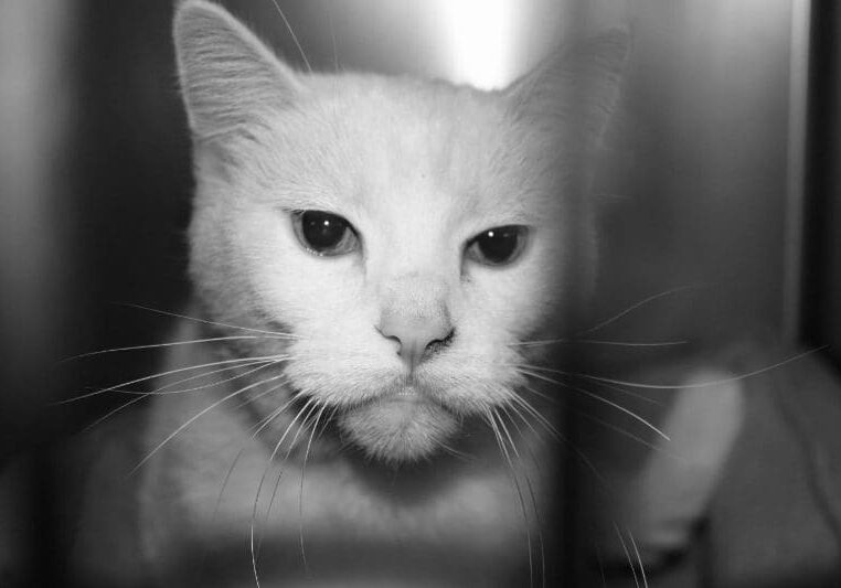 A black and white photo of a white cat in a cage.