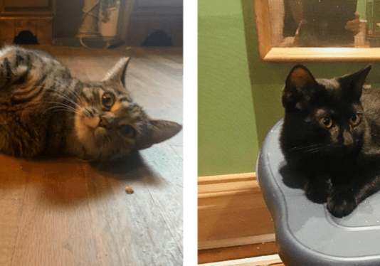 Two black cats laying on top of a toilet.