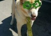 A dog wearing a tie.