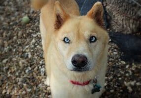 A dog with blue eyes standing on gravel.